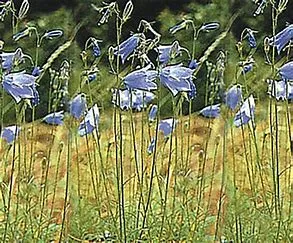 DLF Pro Flora 9 Heritage General Purpose Wildflower Grass Seed Mix 1Kg