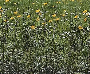 DLF Pro Flora 9 Heritage General Purpose Wildflower Grass Seed Mix 1Kg