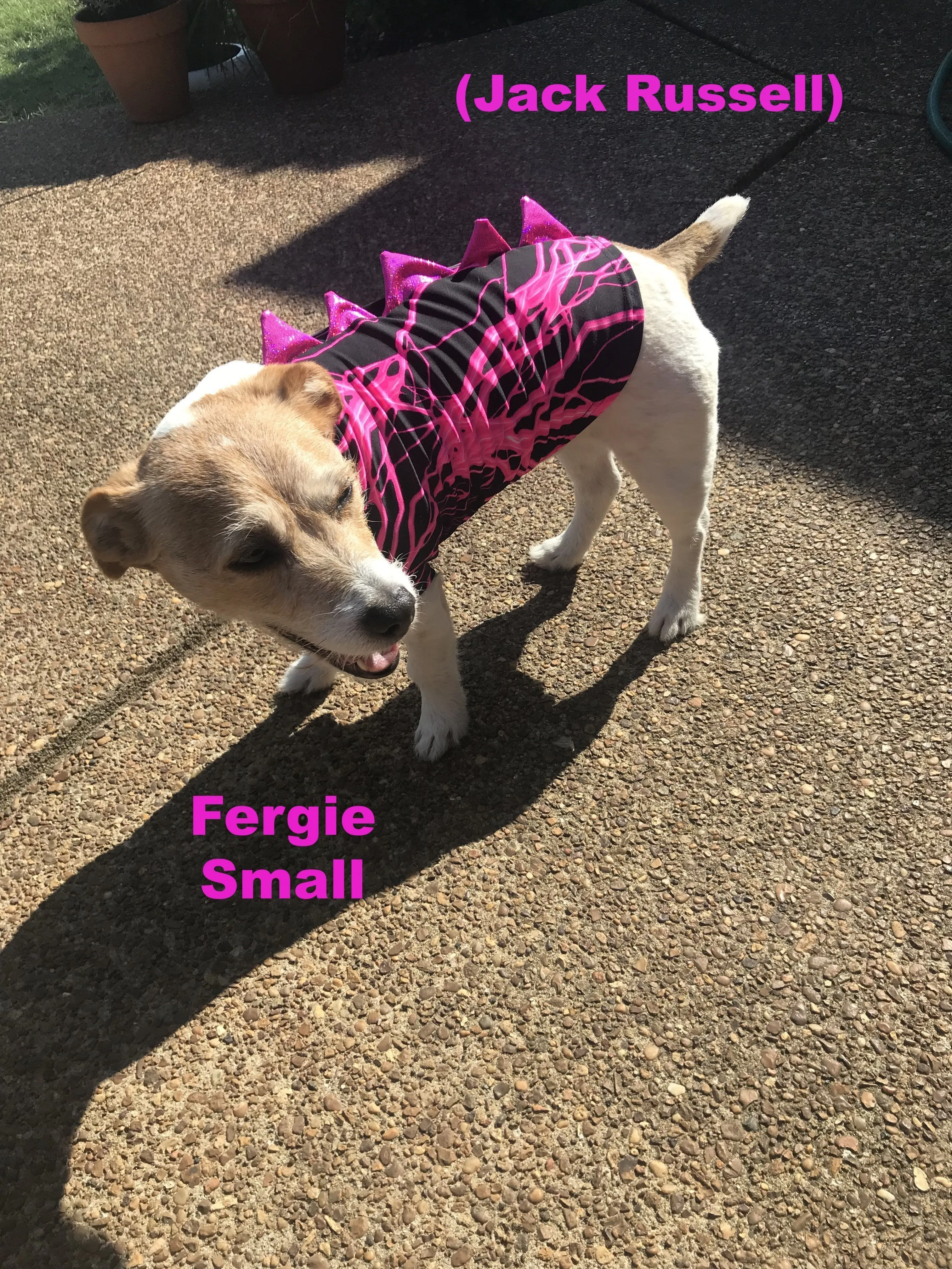 Ready to Ship Silver & Black Spiked Pet Shirt Small